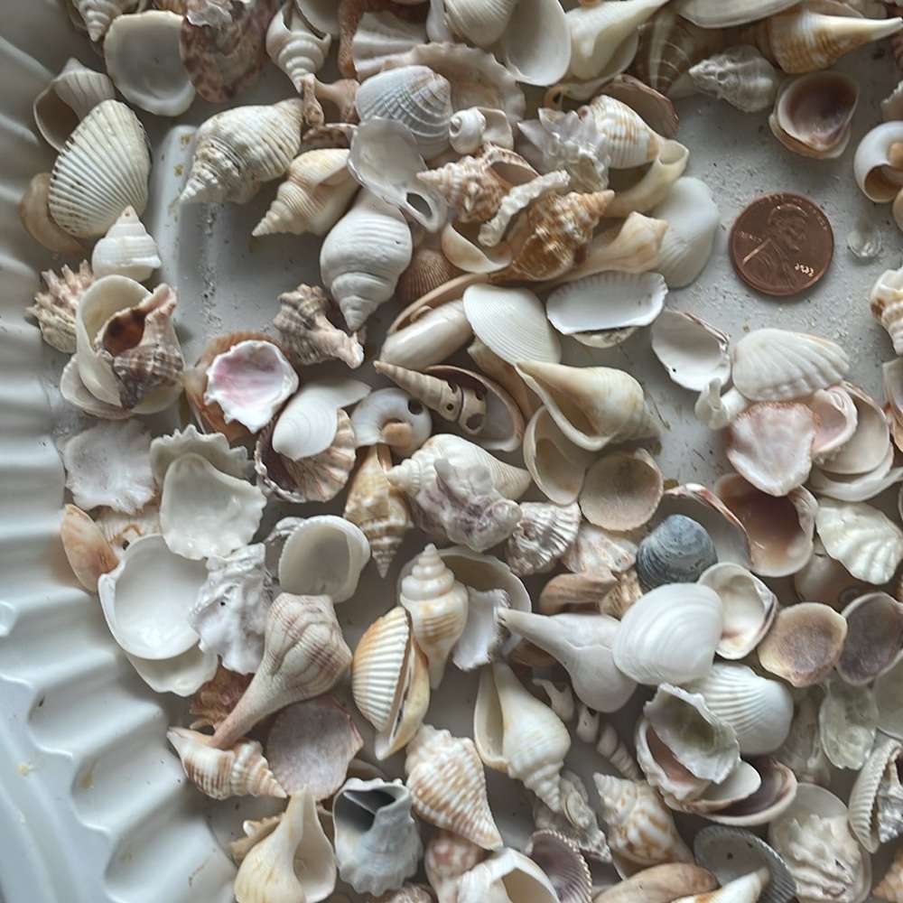 Shells - Picture 4 of 5